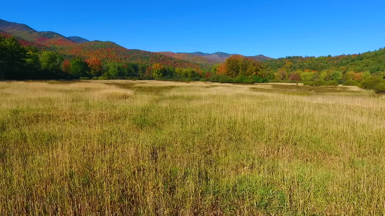 低空俯瞰金色的田野和松树，背景是巨大的峰峦视频素材