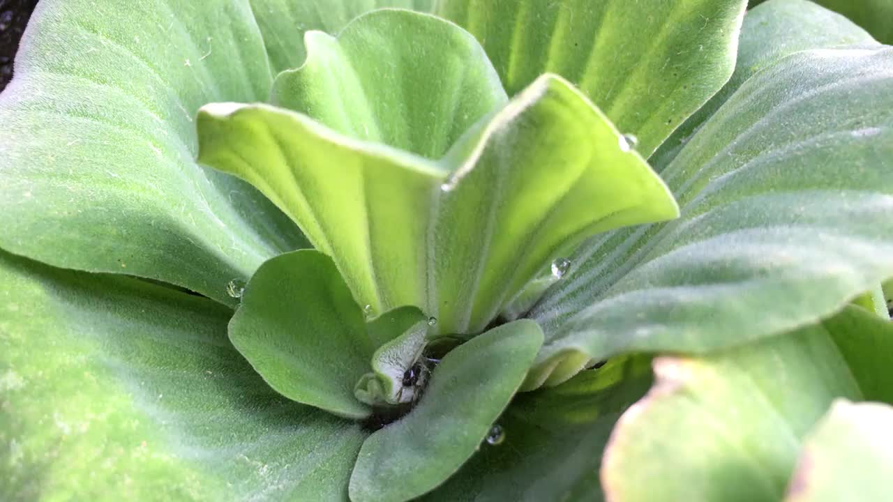 水莴苣植物的特写镜头视频下载