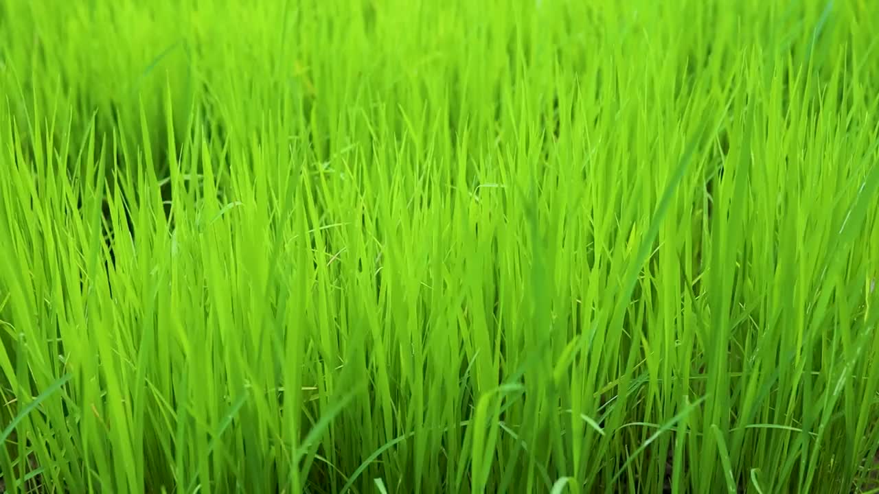 随着风的吹拂，绿色稻田的近景，绿色稻田的生长视频素材