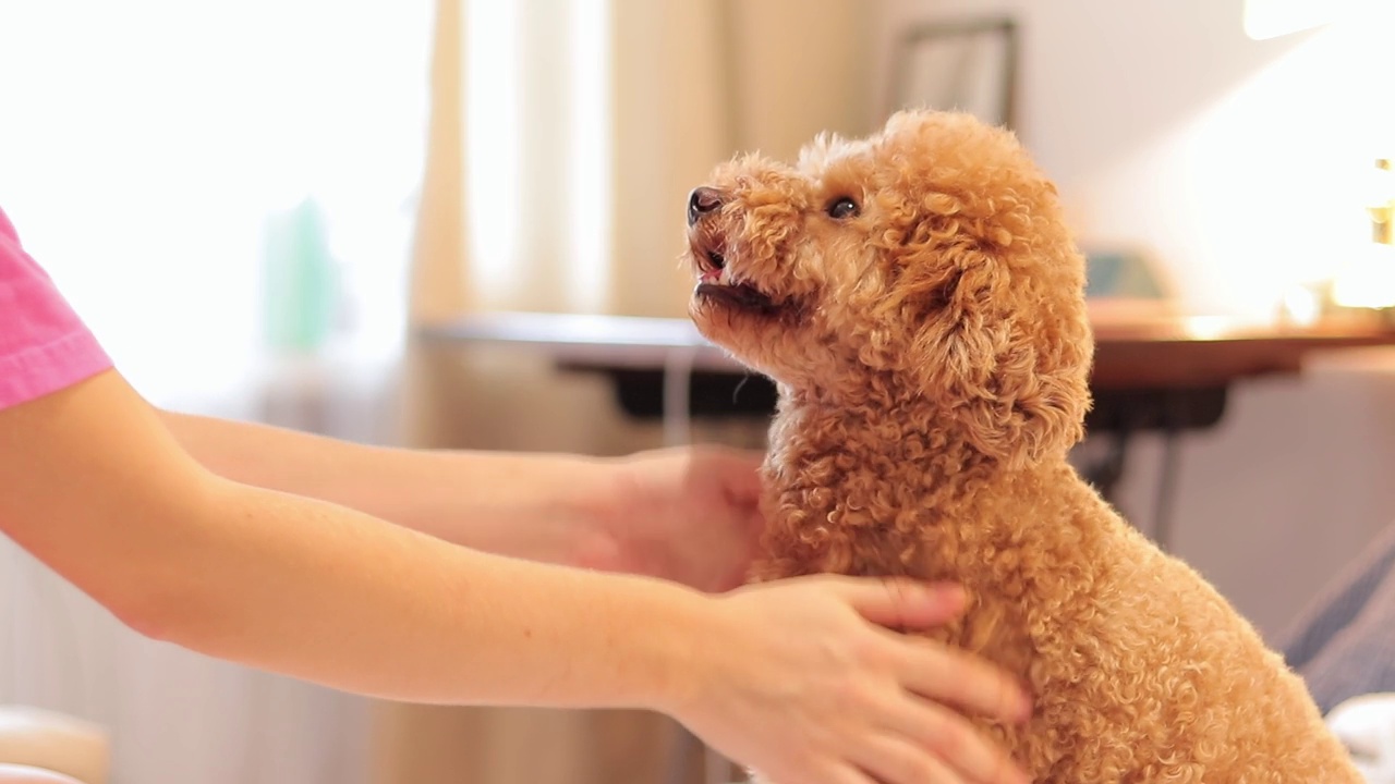 女孩抚摸着一只贵宾犬。Maltipoo视频素材