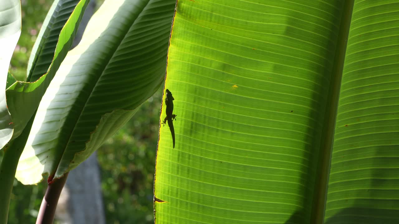 夏威夷壁虎视频素材