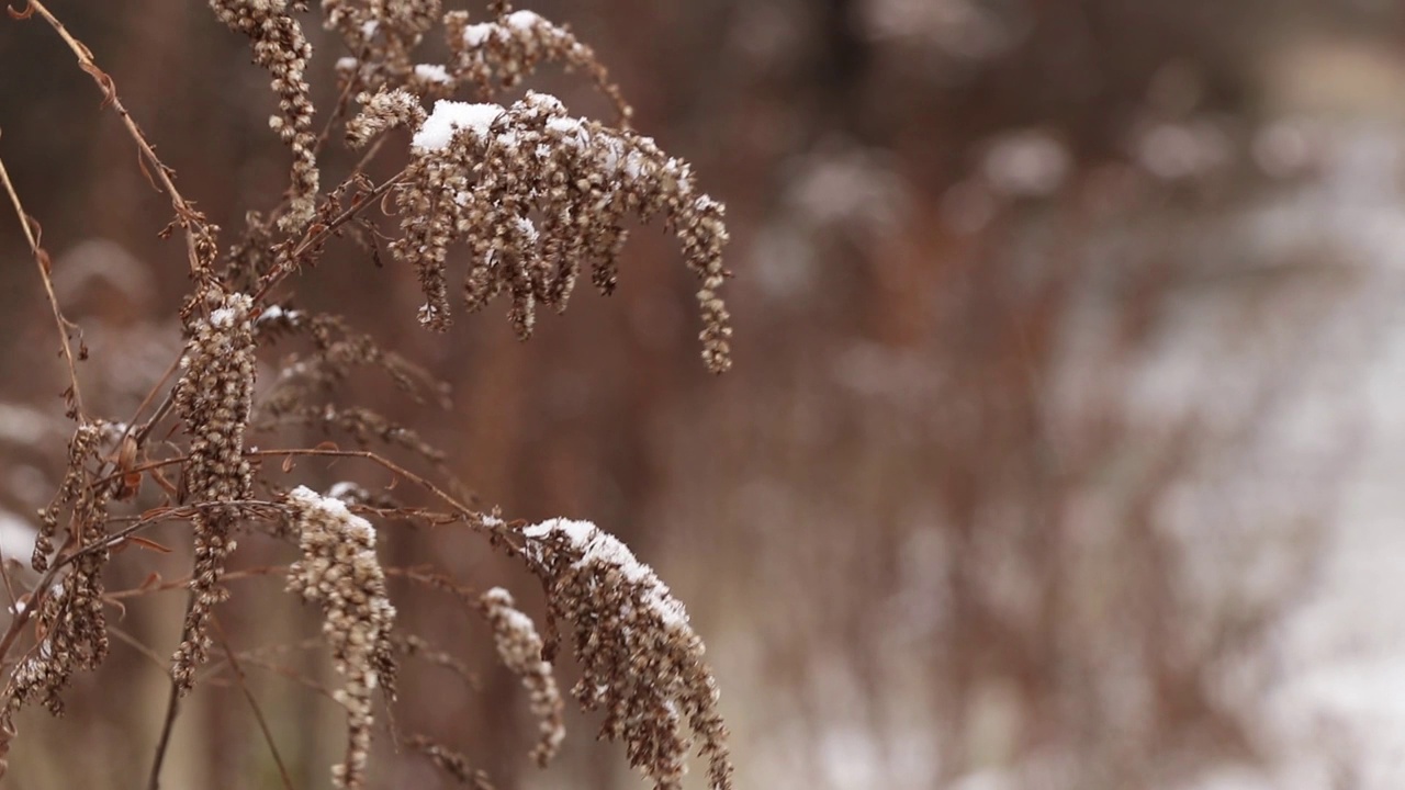 干草在风雪中飘动，在十二月的田野里特写视频素材