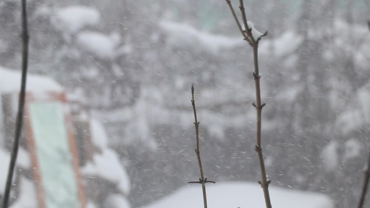 12月的乌克兰森林里下雪了，灌木丛和树木在下雪，白雪皑皑视频素材