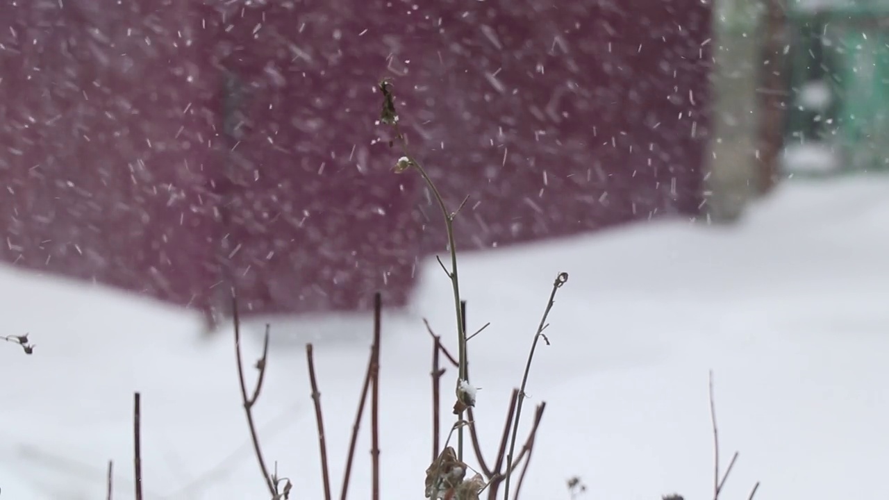 12月的乌克兰森林里下雪了，灌木丛和树木在下雪，白雪皑皑视频素材