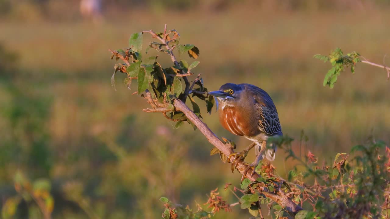 一只金色的虎鹭(Tigrisoma lineatum)。视频素材