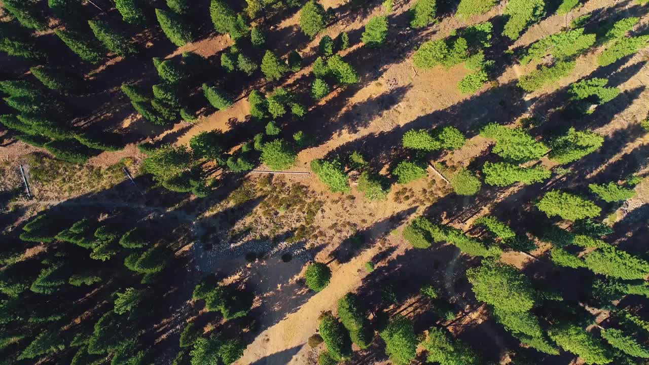 鸟瞰加州太浩湖稀疏的松树林视频下载