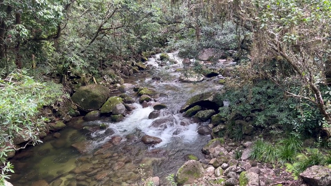 莫斯曼峡谷丹特里雨林位于澳大利亚昆士兰北部的热带湿润地区视频素材