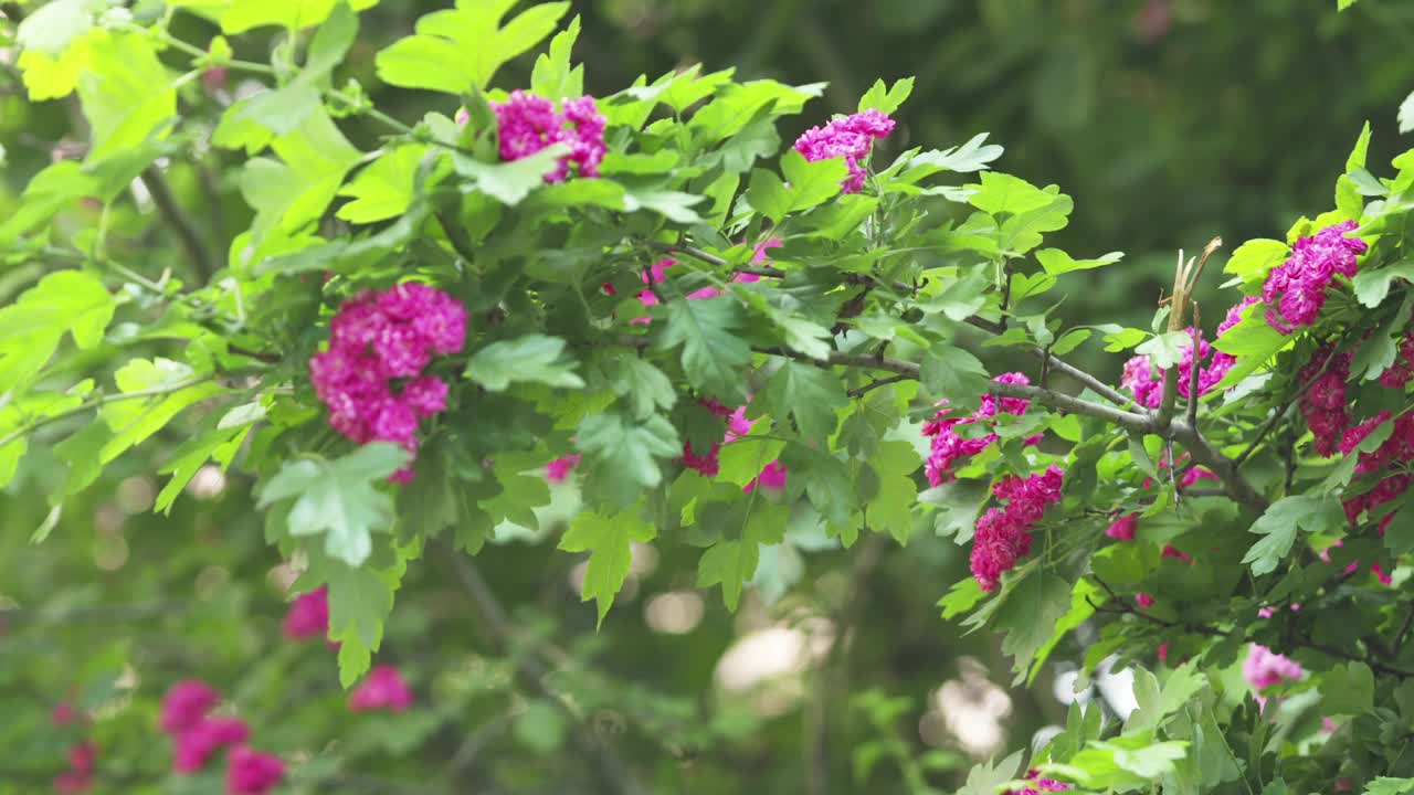 夏日里的一盘粉色山楂视频素材