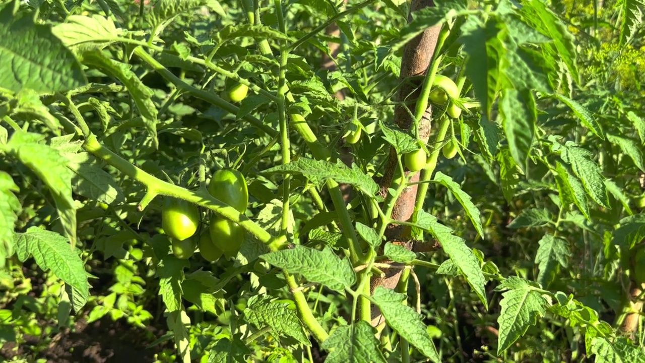 家庭种植的有机番茄视频素材