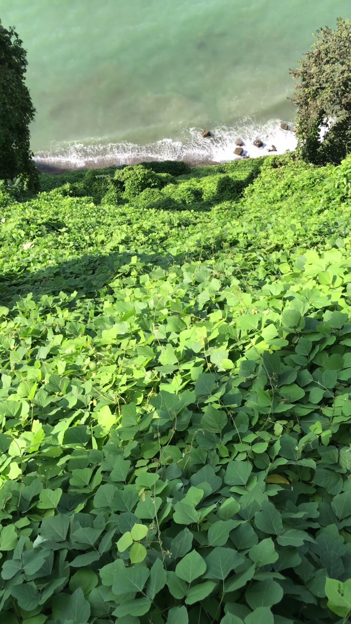 从长满绿色茂盛植物的山顶俯瞰海岸视频素材