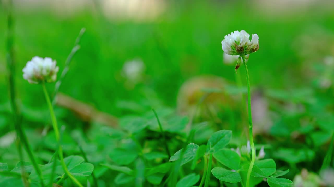 野花在草丛中绽放视频素材