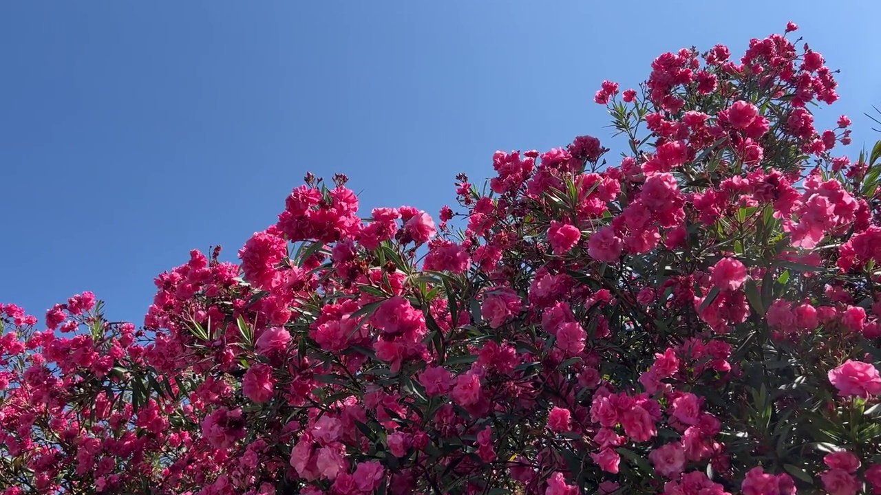 夹竹桃粉红色的花。视频素材