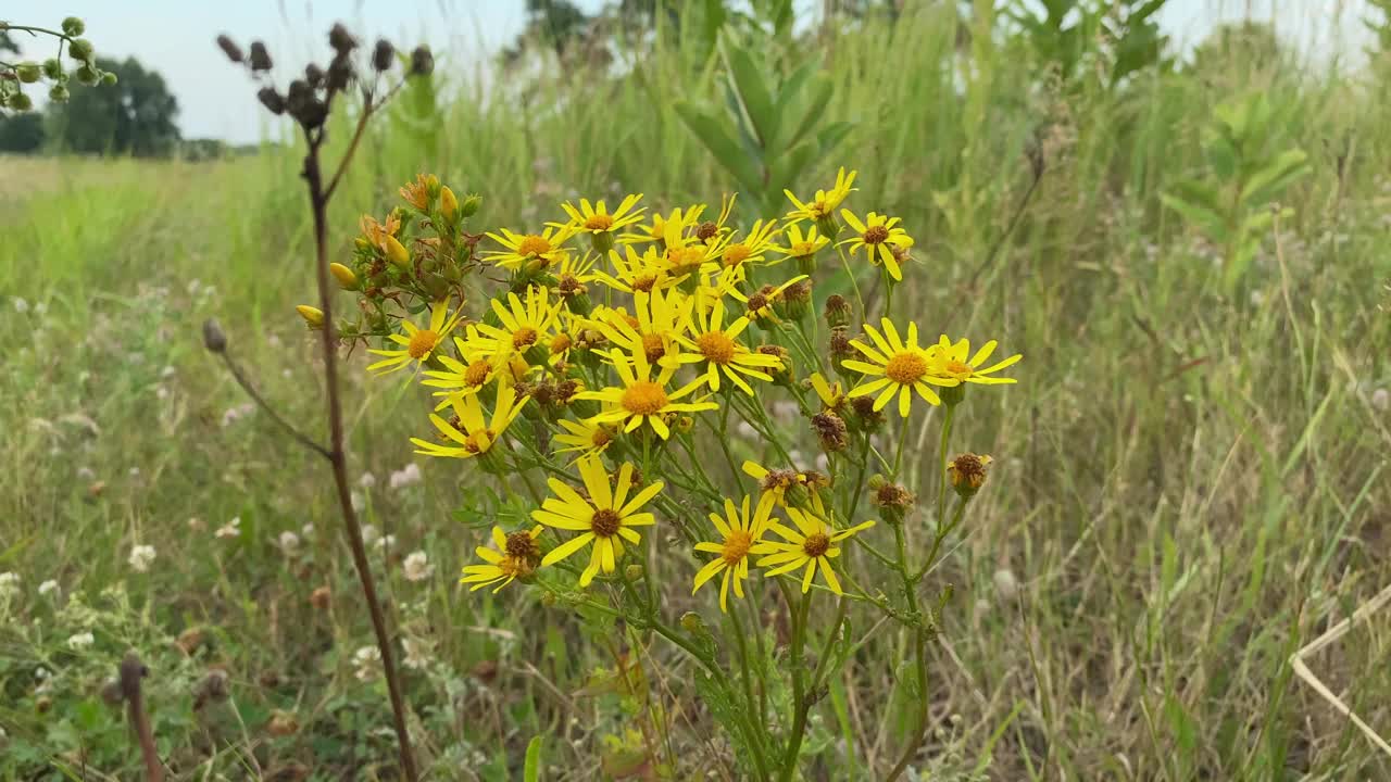 在多云的黄昏，在风景如画的草地上采野花视频素材