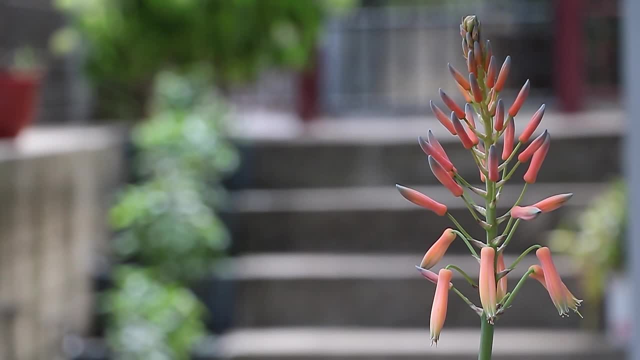 大自然的治愈之触:芦荟花特写与复制空间视频下载