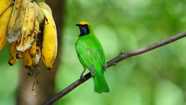 金额Leafbird视频素材