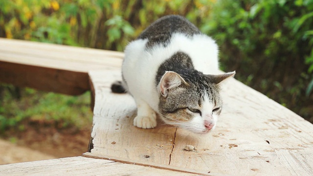 泰国的猫视频素材