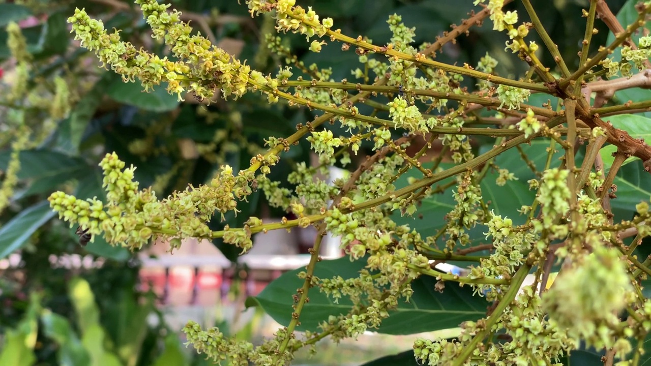 热带花园树上红毛丹花的花蕾视频素材