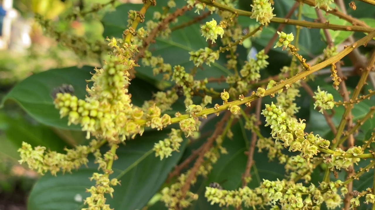 热带花园树上红毛丹花的花蕾视频素材