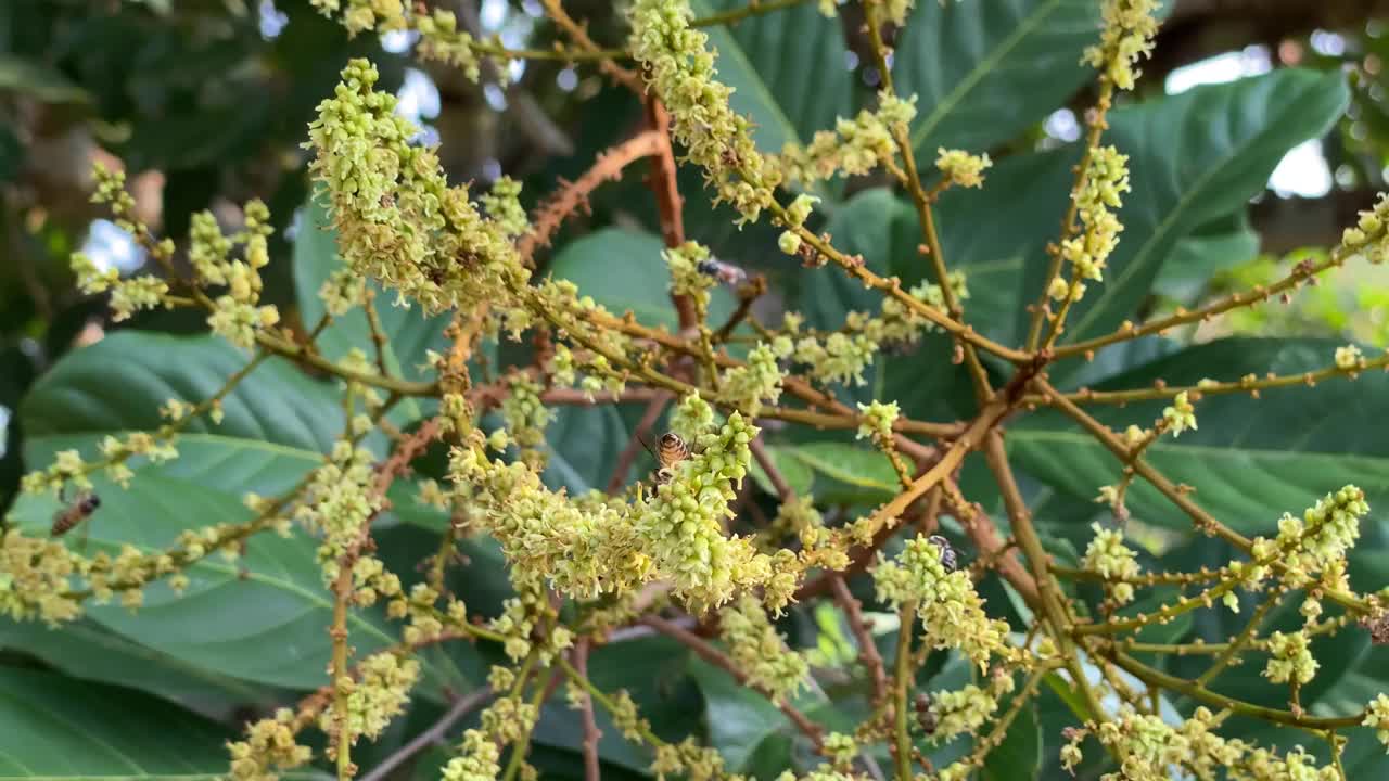 热带花园树上红毛丹花的花蕾视频素材