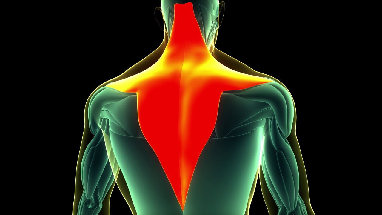 人体肌肉系统躯干肌肉斜方肌解剖动画概念视频素材