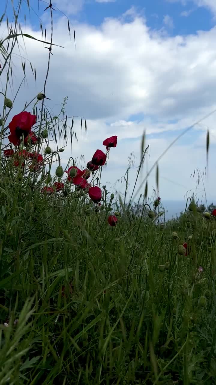 罂粟花，红罂粟，罂粟田视频素材