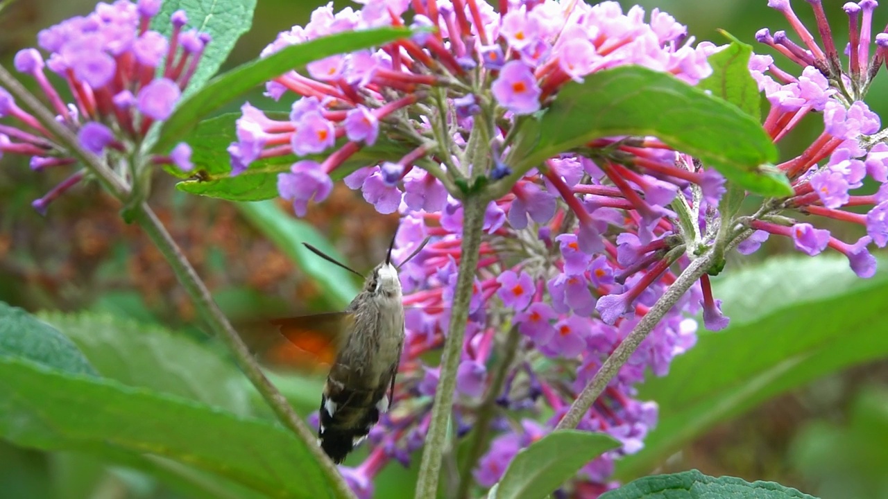 蝴蝶、蜂鸟、飞蛾、花、花视频素材