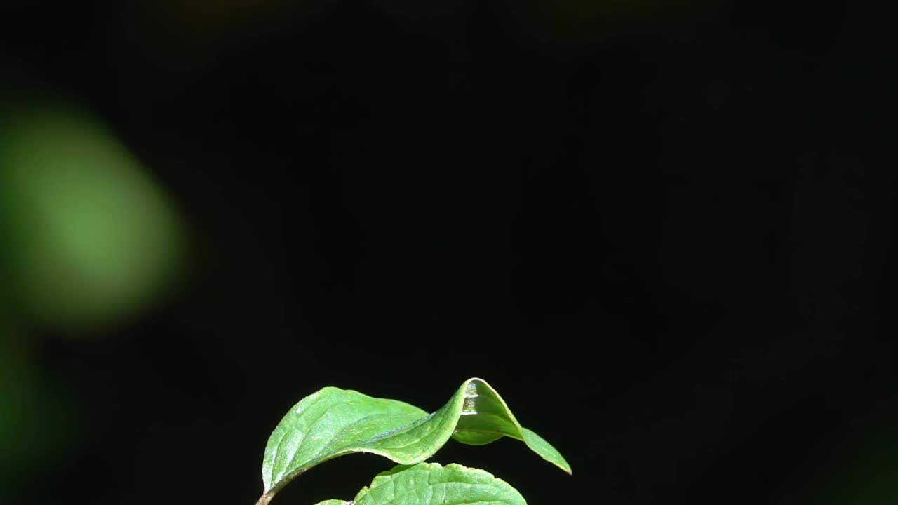 蜻蜓飞舞，落在绿叶上。视频素材