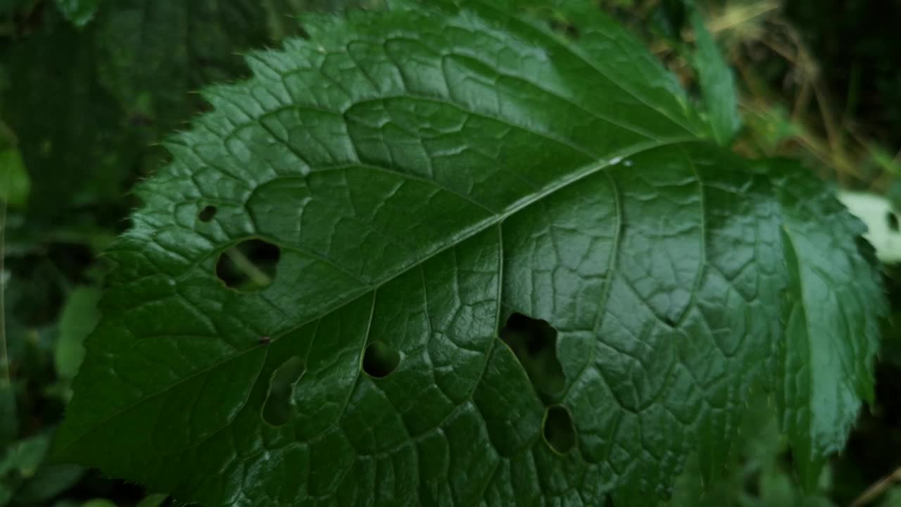 山地雨林中的卷叶草视频素材