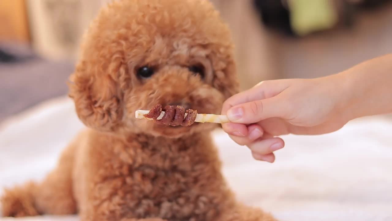 家狗吃零食视频素材