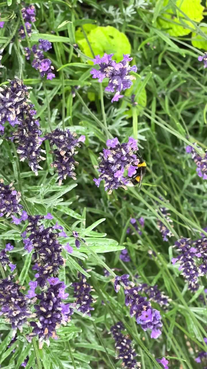 花上的蜜蜂视频素材