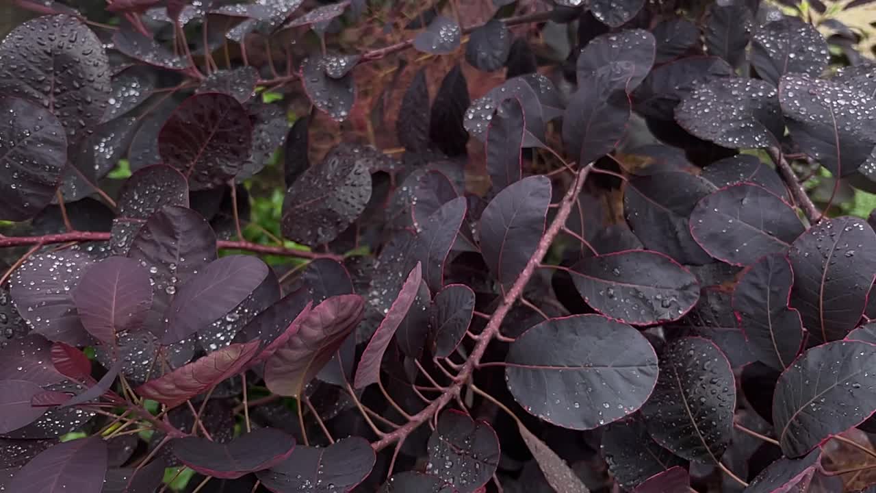 Smoketree裤子视频下载