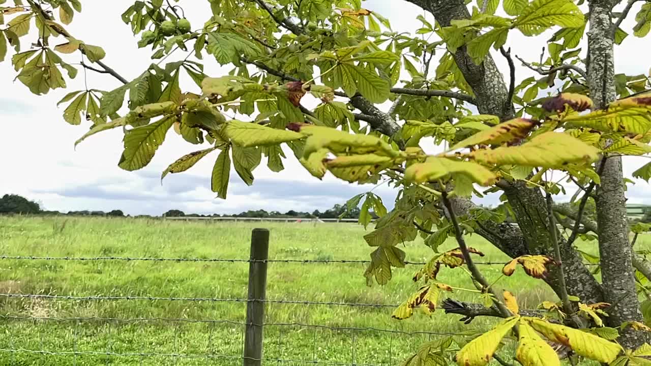 农场上的树视频下载