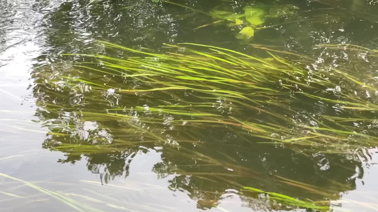 水下芦苇视频素材