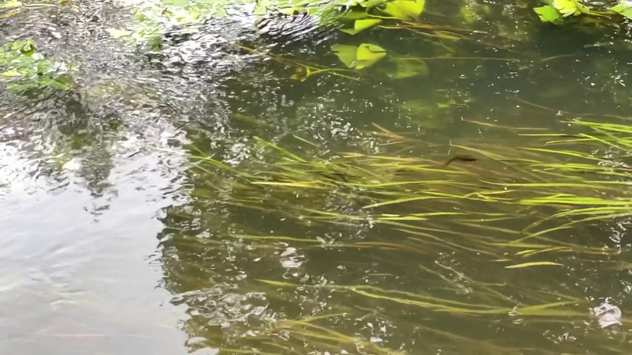 水下芦苇视频素材