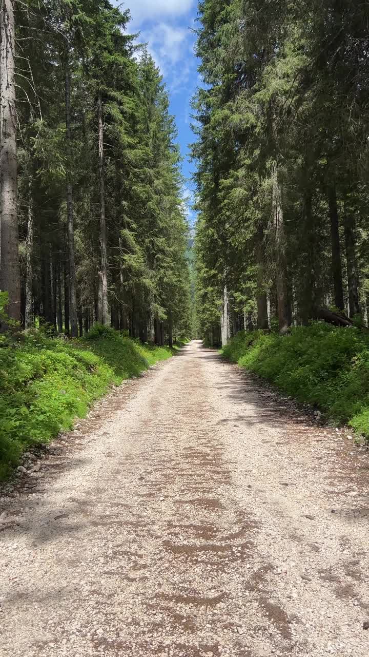 针叶树视频素材