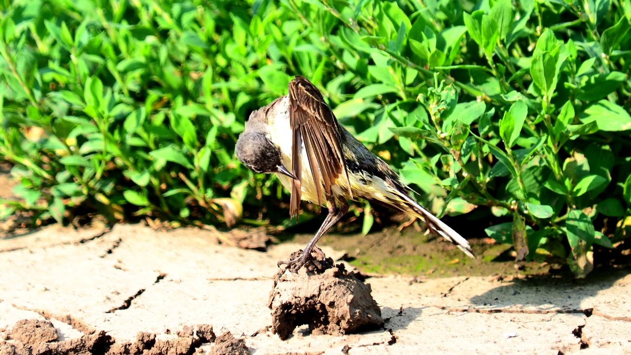 西部黄鹡鸰梳毛，Motacilla flava视频素材