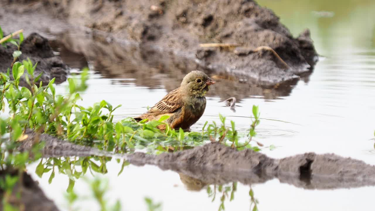 在洗澡的圃鹀猎鸟，Emberiza hortulana视频素材