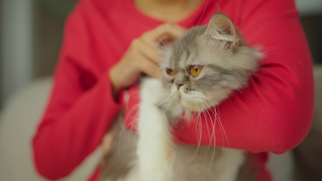 女人手里的小猫特写。视频素材