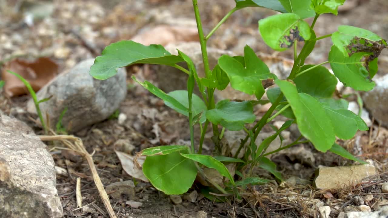 人浇灌植物户外生态概念视频素材