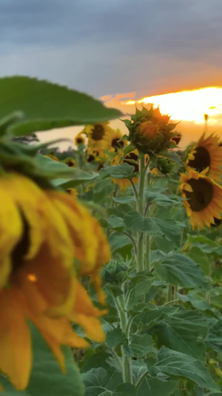 向日葵田在狂风暴雨的晚霞中在微风中移动视频素材