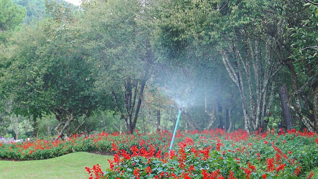 花园里的洒水器。视频素材