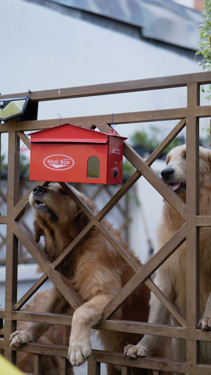 两只金毛猎犬。视频素材