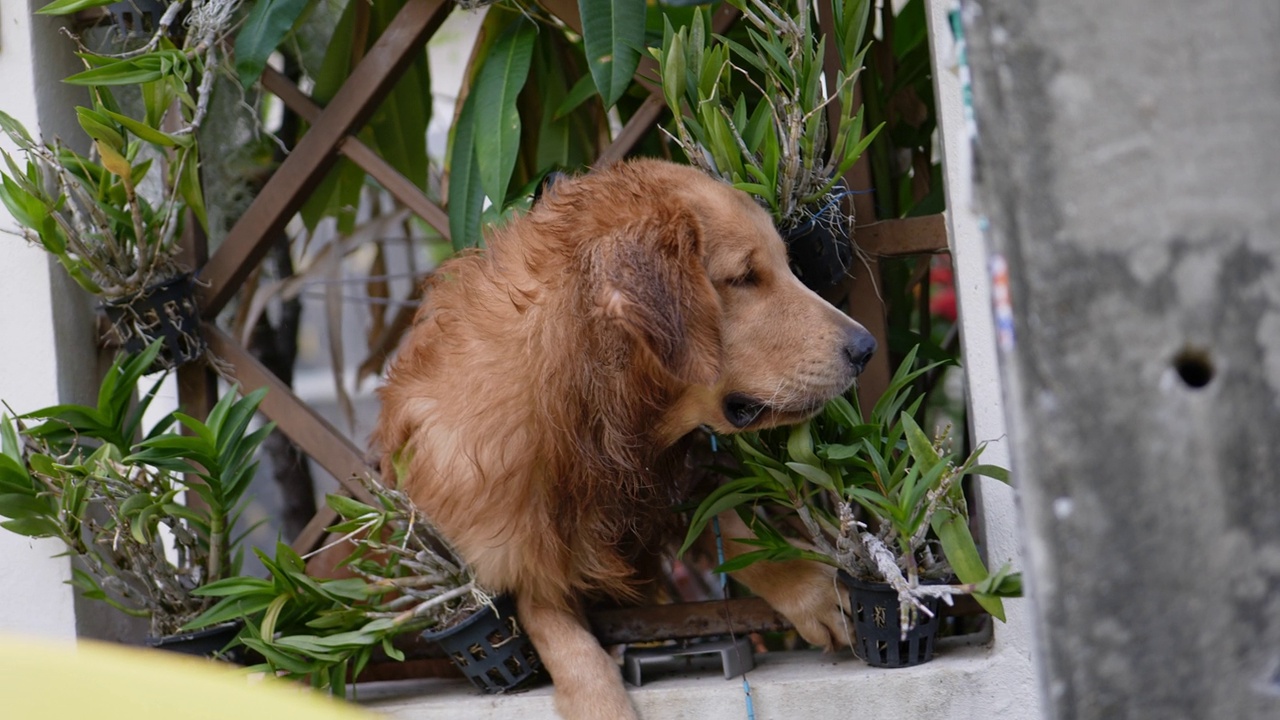 金毛猎犬在看什么。视频下载