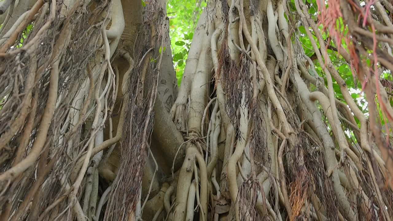 佛塔地区一棵500年树龄的榕树的长根视频素材