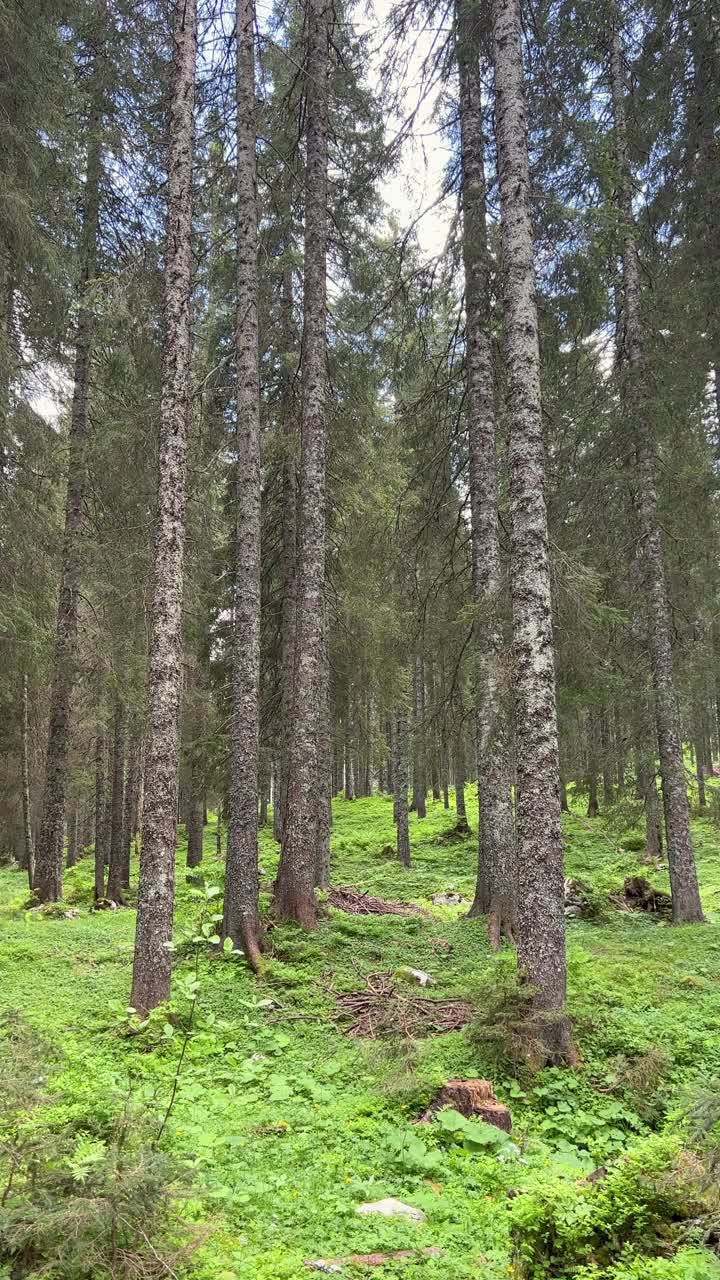 针叶树视频素材