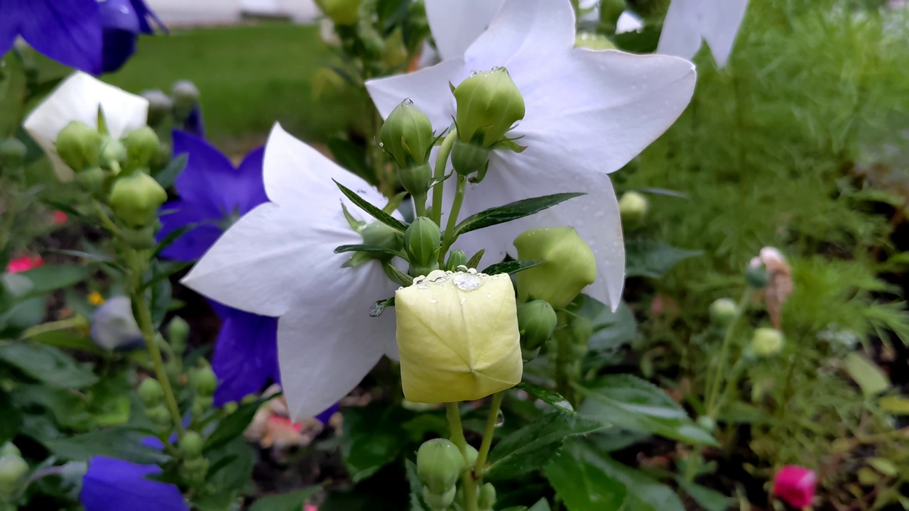 美丽的气球花(桔梗)视频素材