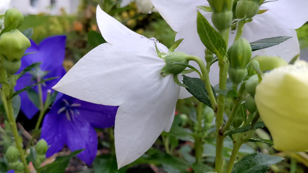 美丽的气球花(桔梗)视频下载