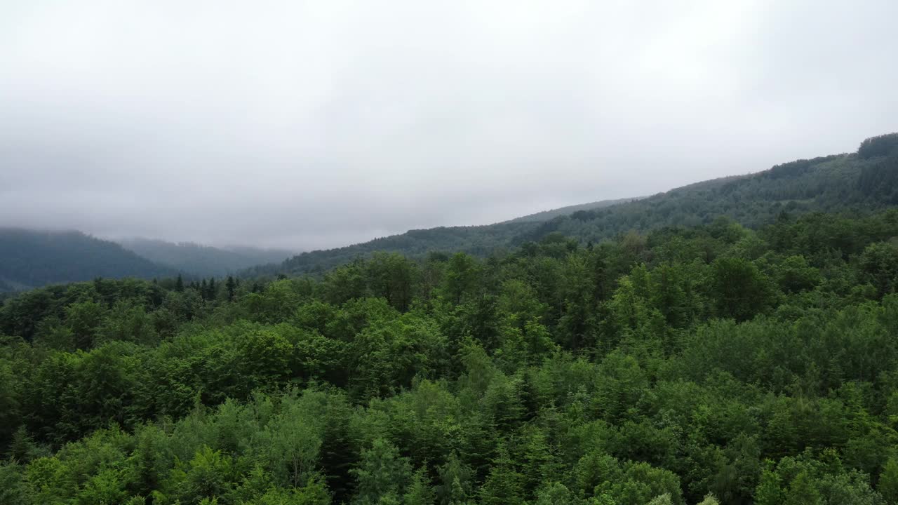 空中无人机拍摄的晨雾，在夏日美丽的山脉背景下，在森林上空翻滚。树峰突出，原始和未受影响的自然保护区，自然背景视频素材