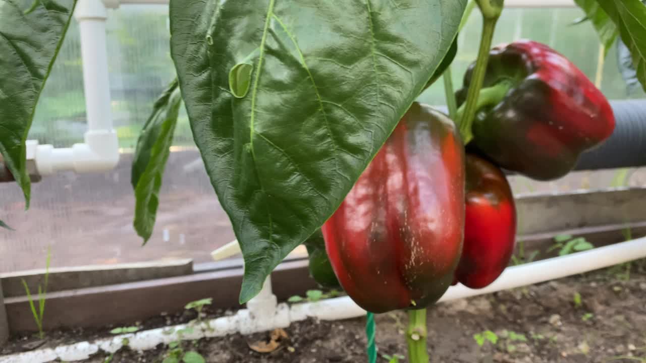 温室里正在成熟的红甜椒视频素材