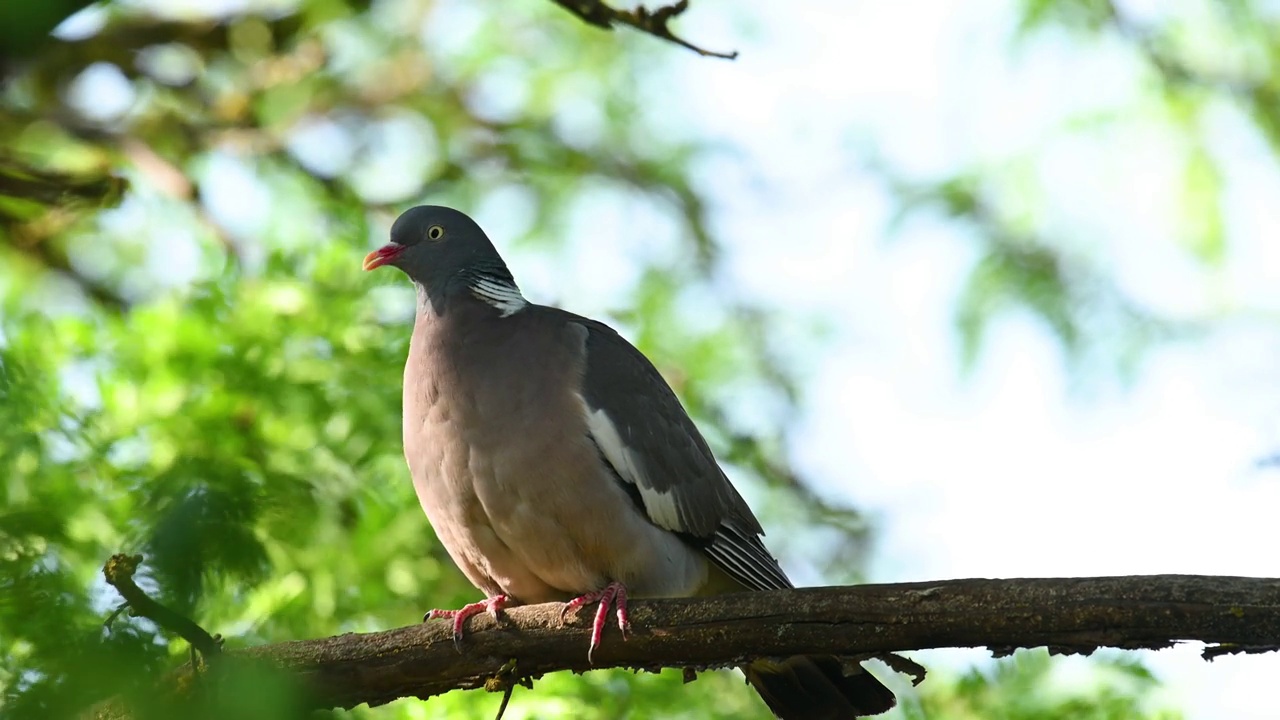 常见的木鸽Columba palumbus，栖息在树上，在野外视频素材